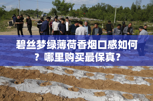 碧丝梦绿薄荷香烟口感如何？哪里购买最保真？